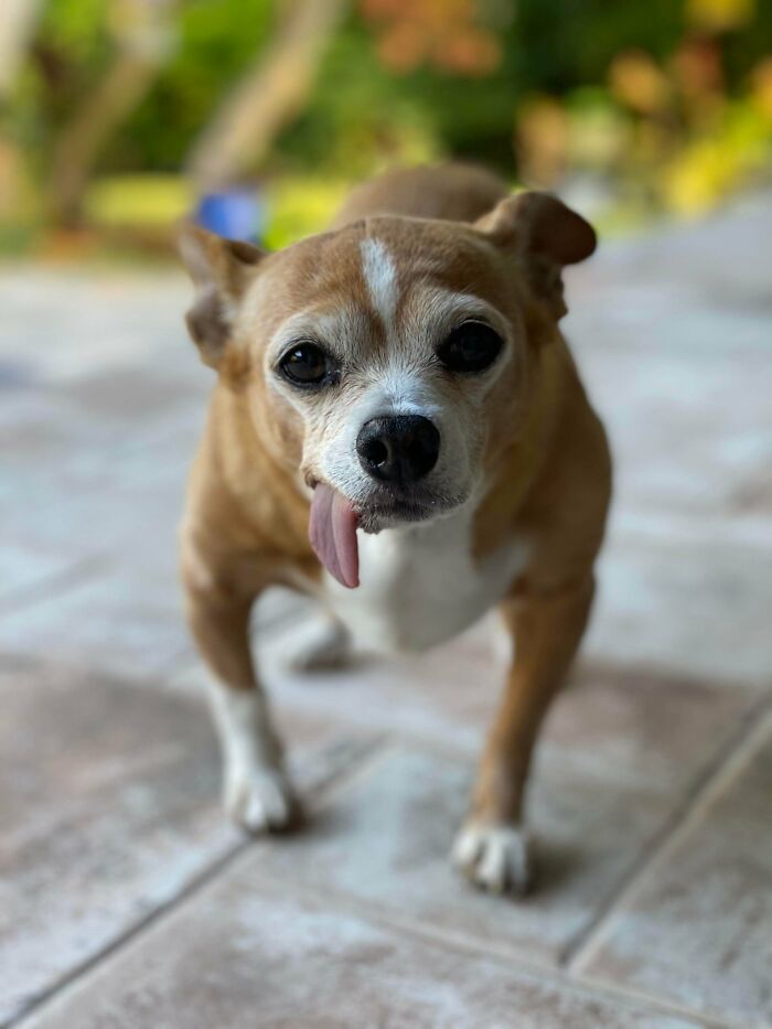 Max - The Destroyer Of Worlds! I Love This Old Doggo!