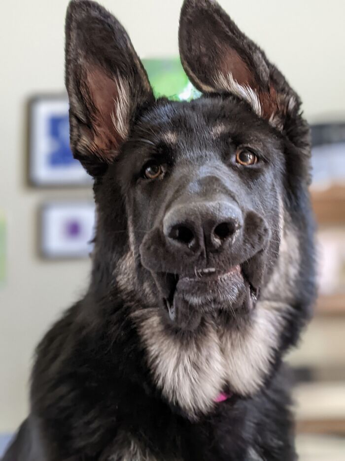 Gsd Cheeser Smile