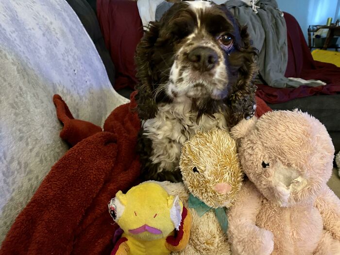 My One Eyed Dog Has Chewed Off Just One Eye On 3 Of His Toys. Complex, Much?