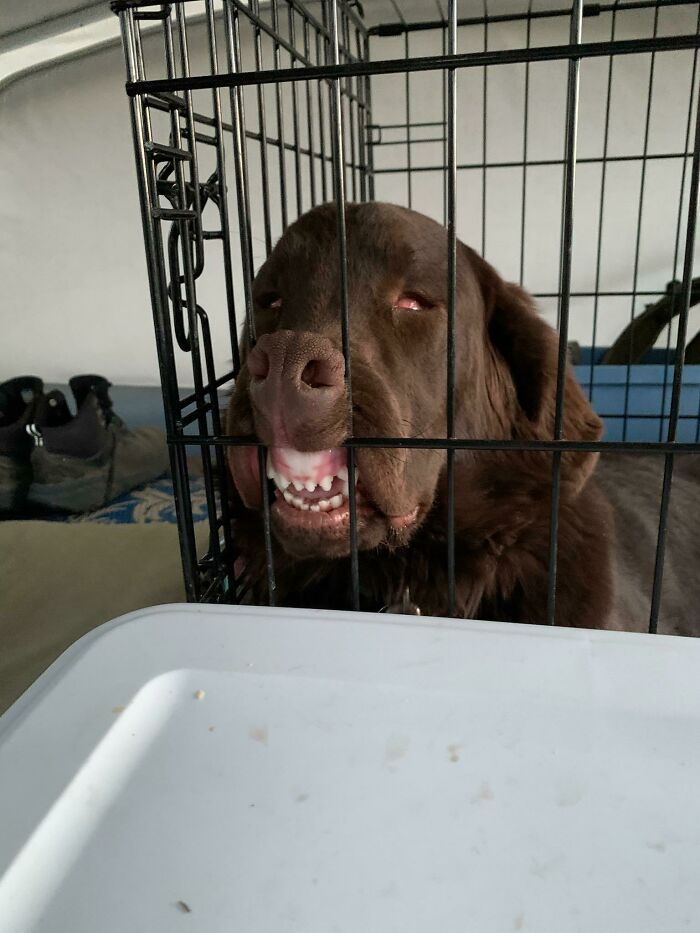 My Mom's Dog Fell Asleep This Way