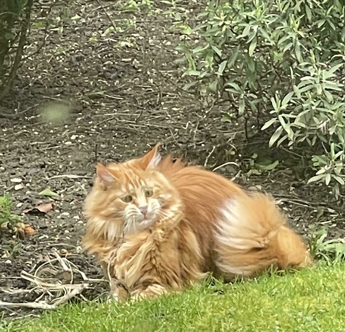 I Took This Photo Just As My Cat Alfonso Caught His First Mouse. His Reaction Was An Intricate Mix Of Confusion, Fear, And Regret