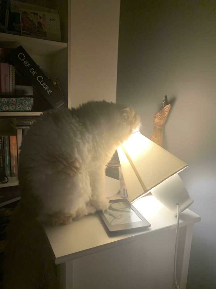 Sometimes My Cat Just ???