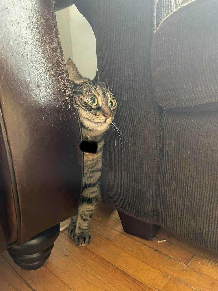 My Cat Got Itself Stuck