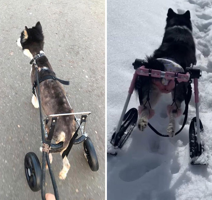 Owners Exploited This Husky Until She Could No Longer Walk And Produce Puppies - This Woman Gave Her A Second Chance In Life