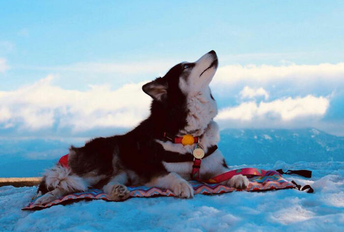 Owners Exploited This Husky Until She Could No Longer Walk And Produce Puppies - This Woman Gave Her A Second Chance In Life Owners Exploited This Husky Until She Could No Longer Walk And Produce Puppies - This Woman Gave Her A Second Chance In Life