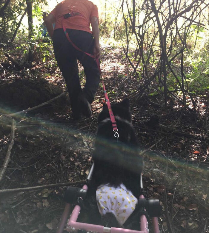 Owners Exploited This Husky Until She Could No Longer Walk And Produce Puppies - This Woman Gave Her A Second Chance In Life Owners Exploited This Husky Until She Could No Longer Walk And Produce Puppies - This Woman Gave Her A Second Chance In Life
