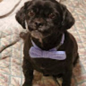 pizza-princess81 avatar