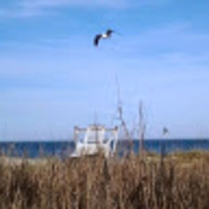 voodoochild_1 avatar