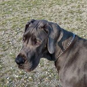 ashley_pallis avatar