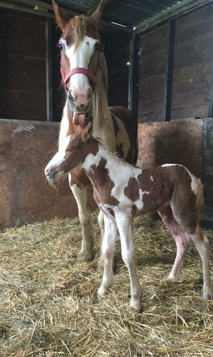 This Little Fella Was Born This Morning