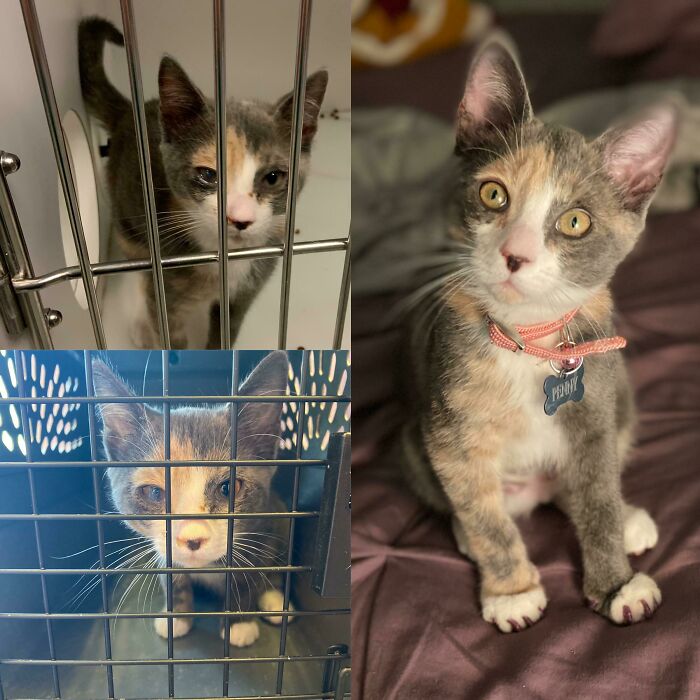 One Month Of Penny, My Foster Who Became My New Lifelong Friend 