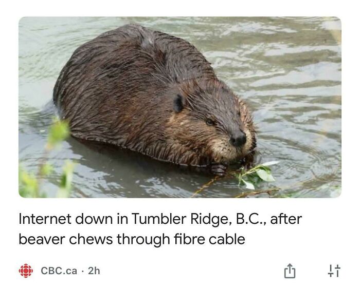 Unironically Canadian It Gore