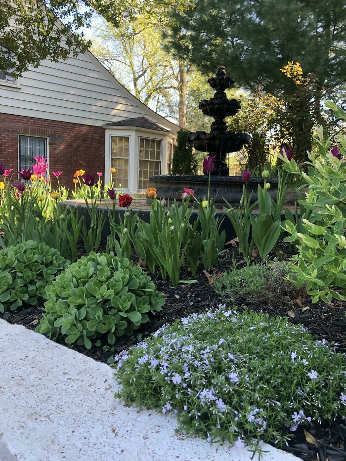 Planted These Tulips After A Bad Day (In The Cold) And I Told Myself As I Dug That Spring Would Come And They’d Bloom And Things Would Be Better. I Was Right! Thanks Former Self