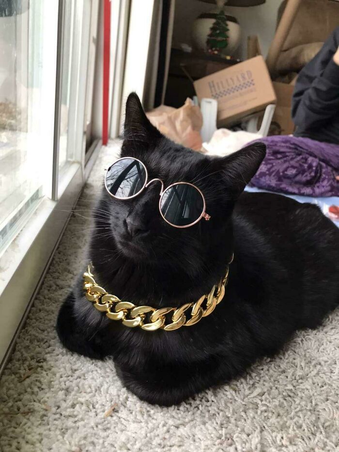 My Little Sister Bought Accessories For Her Cat. This Is The Result. Thug Lyfe