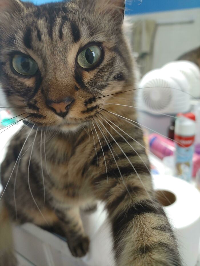 Trying To Slap My Phone Out Of My Hand Because I Had To Use The Bathroom Before I Fed Him