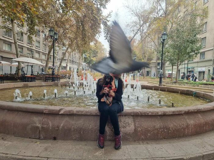 Pigeon Perfectly Photobombs GF