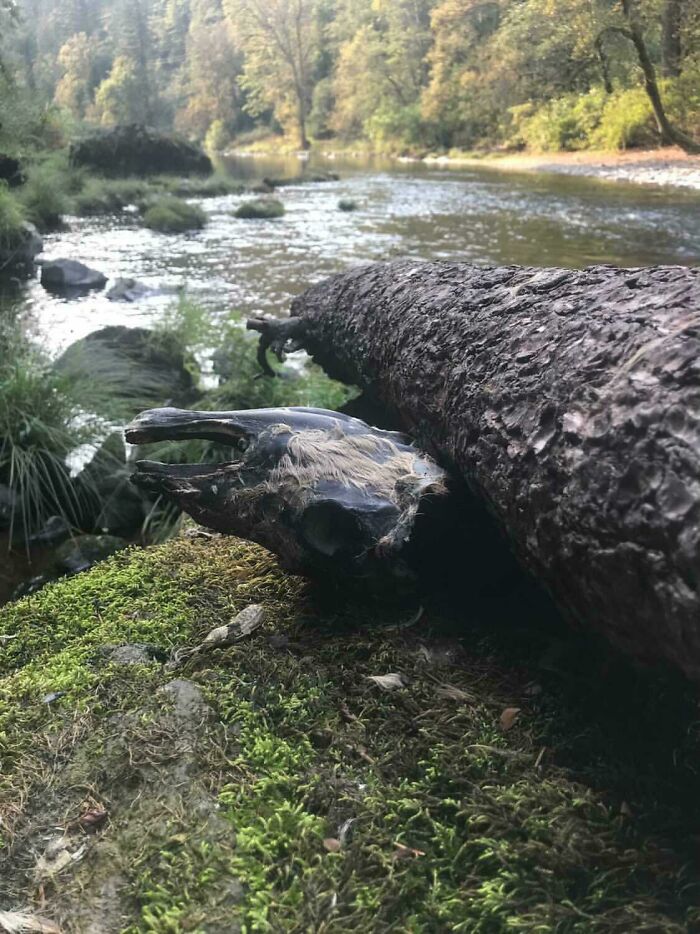 Fallen Tree Killed A Deer