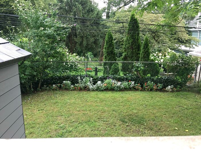 I Was Hit By A Car A Few Years Ago And Stayed Home For A Couple Months. My Neighbor Planted A Garden For Me To Make Me Smile. She Still Keeps It Looking Beautiful Every Year. Today She Added The Purple Flowers. I Smile Every Time I Look Out The Window At Them