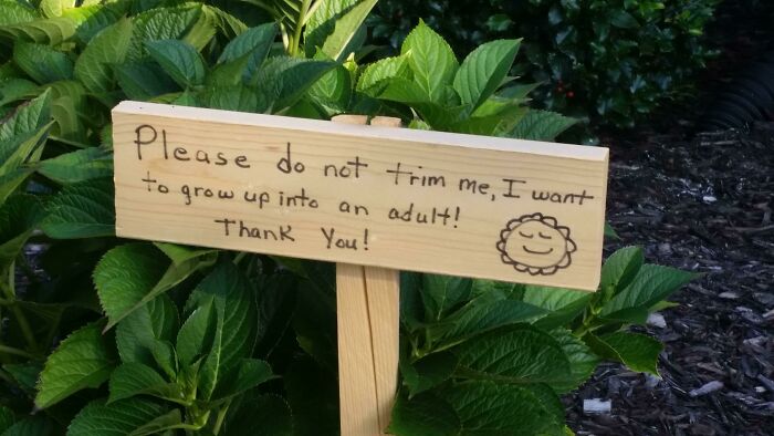 After Casually Mentioning To My Neighbor That I Keep Forgetting To Ask The Landscaping Company To Stop Trimming Certain Plants And Flowers Prematurely I Woke Up To These Marking The Ones I Mentioned