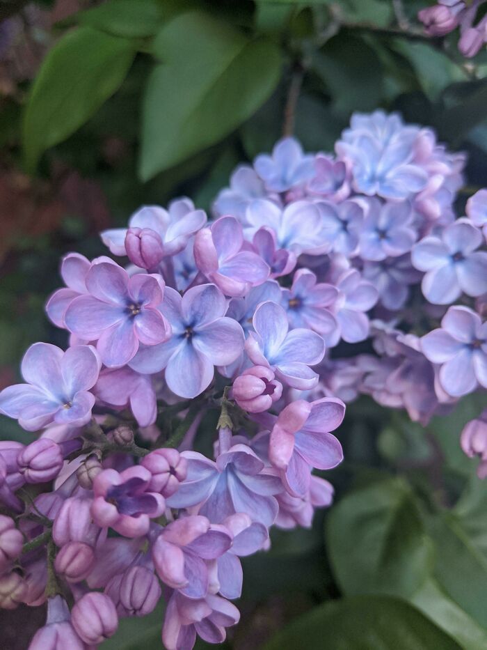 Lilac (Syringa)