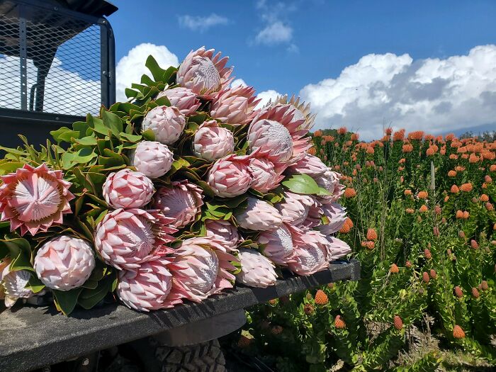 My Favorite Flower King Protea From Todays Cut