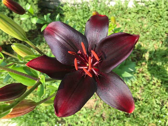 My Blackout Lilies