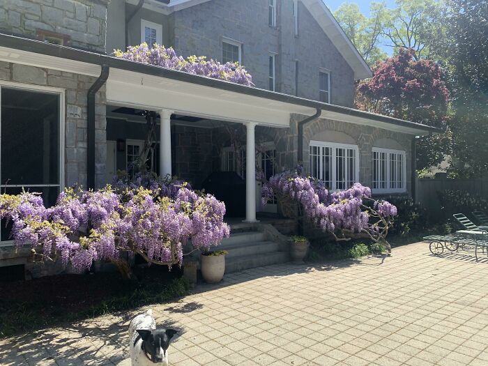 Wisteria Sinensis, Wisteria, My Back Porch