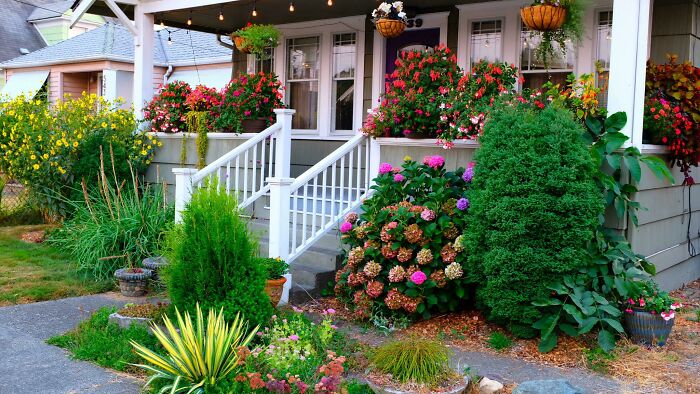 Added A Lot Color To The Yard This Year. Lots Of Annuals And Fuschias