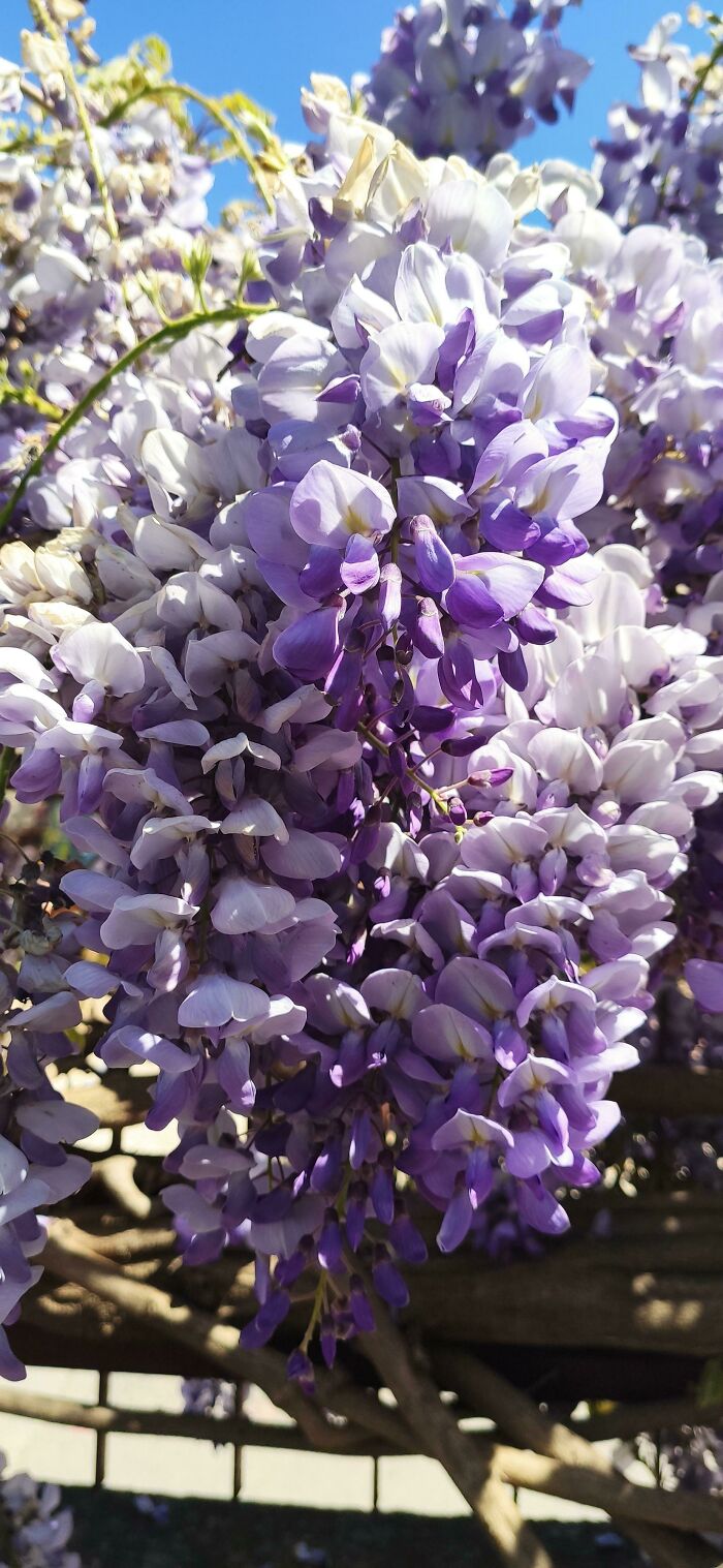Wisteria