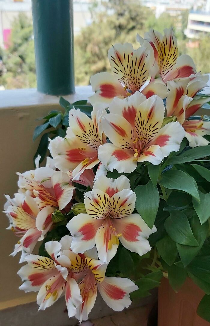 Alstromeria Blooming On My Balcony