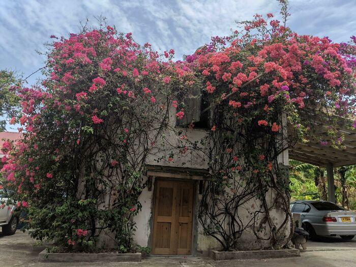 Bougainvillea At River Antoine Rum Distillery In Grenada. Its The National Flower