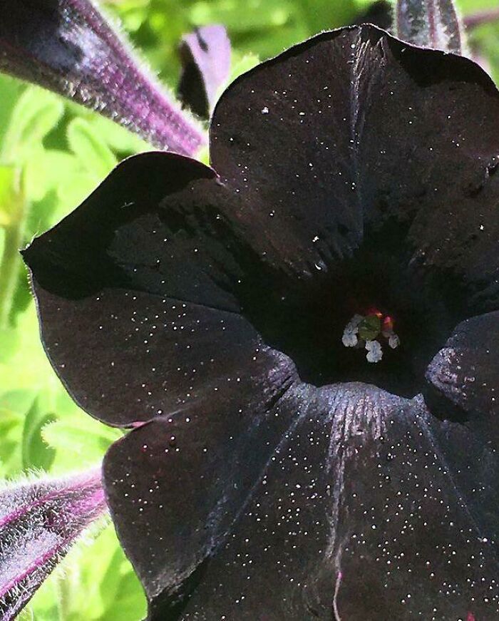 One Of The Many Flowers I Grow In My Garden