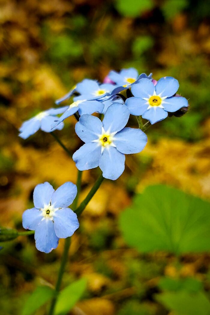 Forget-Me-Not