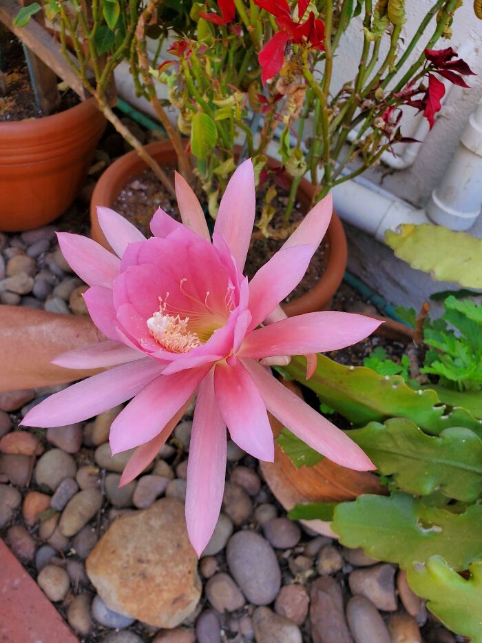 My Mom Has Had This Succulent For Years And It Finally Bloomed! It Was Too Pretty Not To Share