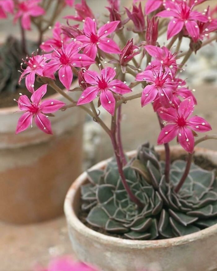 Graptopetalum Bellus; "Chihuahua Flower"