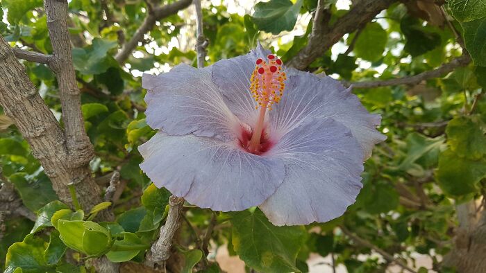 A Blue-Hued Hibiscus Rosa-Sinensis