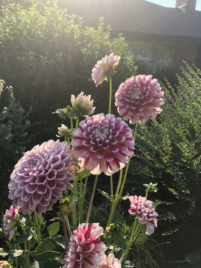 Dahlias In Sw Portland By Yvette