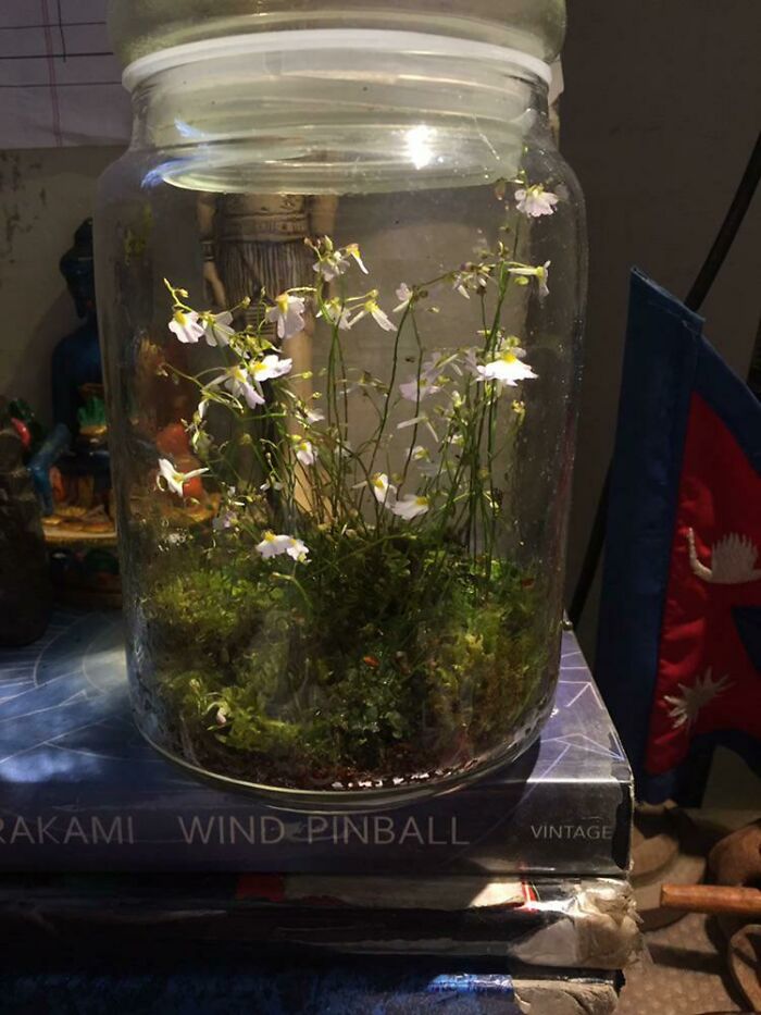 Utricularia Kumaonensis, A Small Carnivorous Bladderwort Species Of The Eastern Himalayas