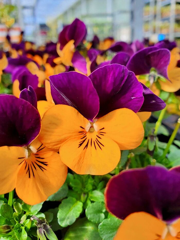 Viola Orange Jump-Up