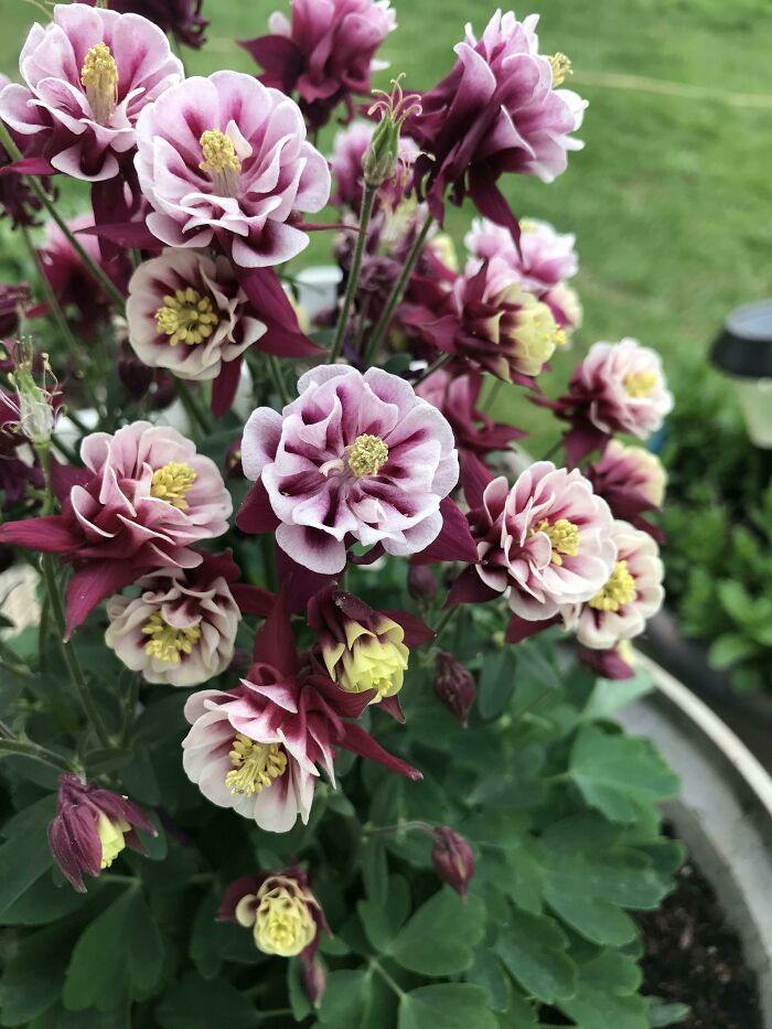 Columbine