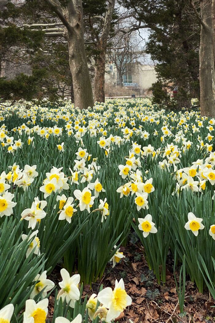 A Sea Of Narcissus