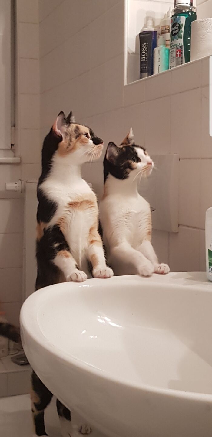 Ladybug In The Bathroom?! Hunting Mode Activated! 