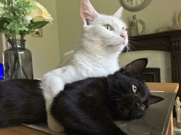 I Think This Is My Favourite Photo Of My Cats