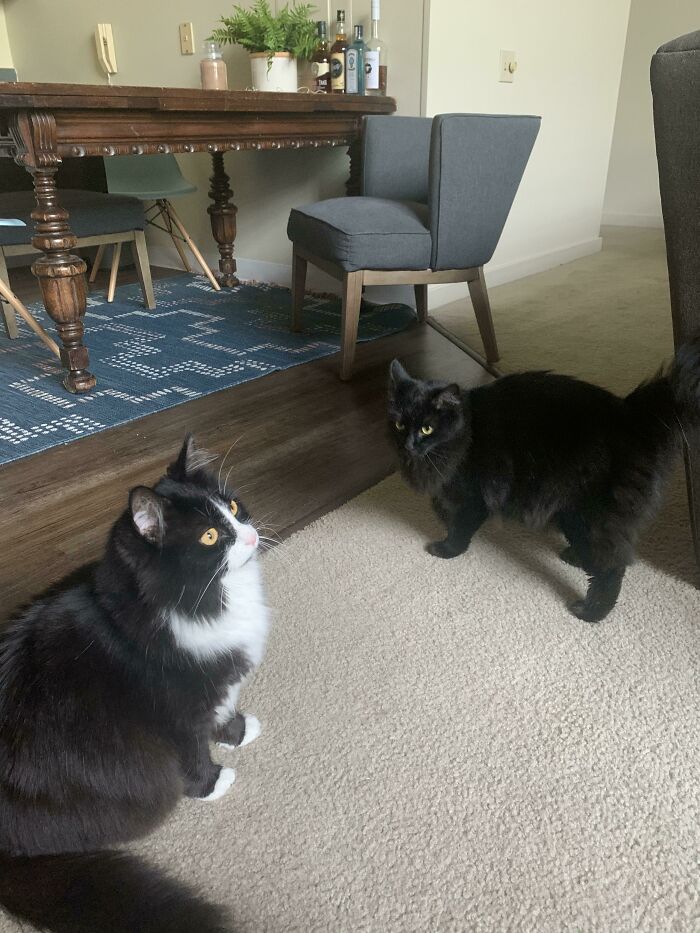 I Wanted To Start Fresh With A Kitten But Couldn’t Stand The Idea Of Two Older Sisters Ever Getting Separated. Welcome Home Girls!