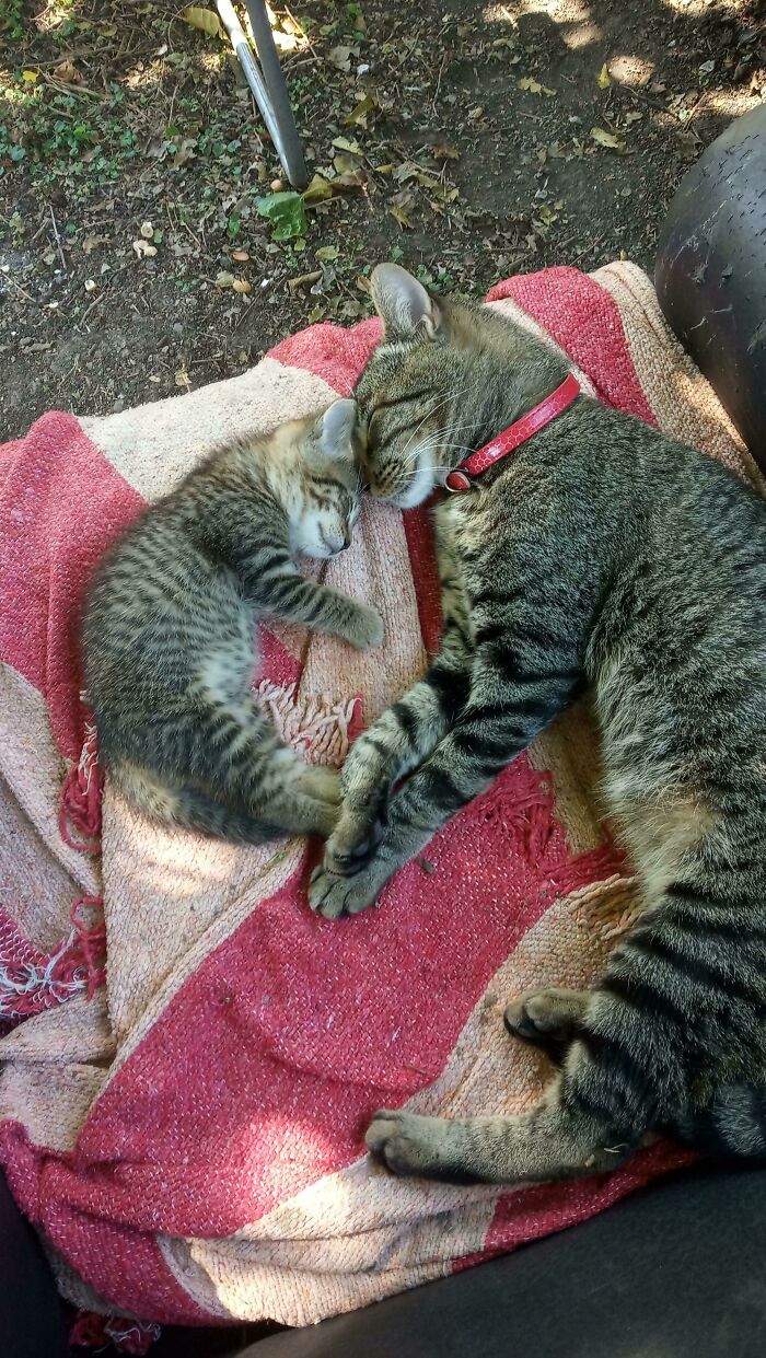 Ozzy And His Baby Niece Taking A Nap Together