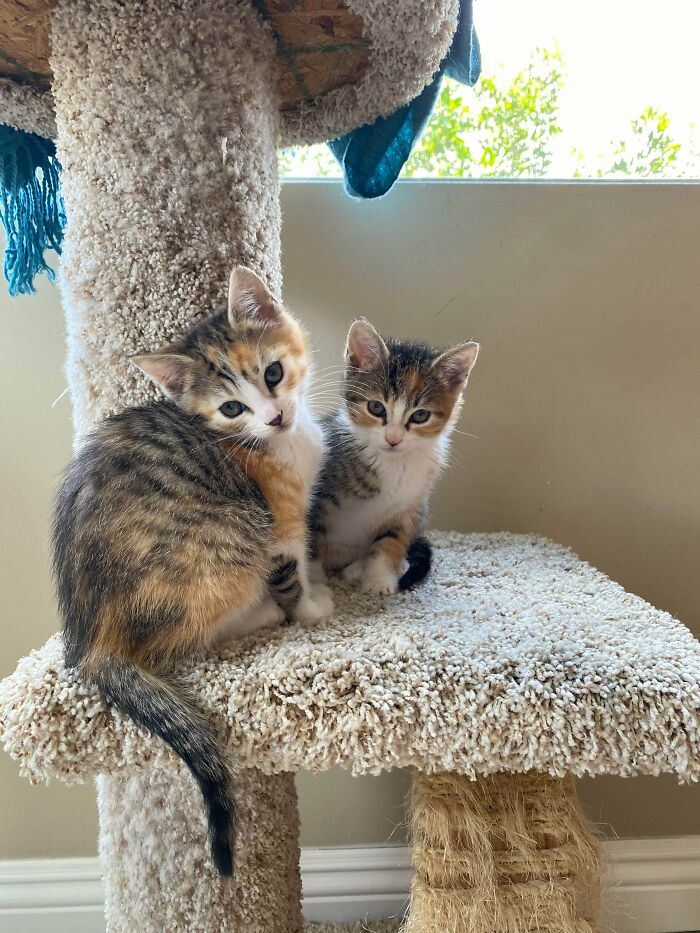 Tell Me They’re Not Perfect