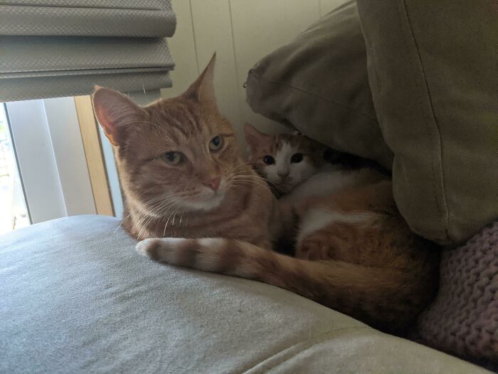 My Parents Adopted A 2 Year Old Cat And An Unrelated 12 Week Old Kitten, They've Become Fast Friends