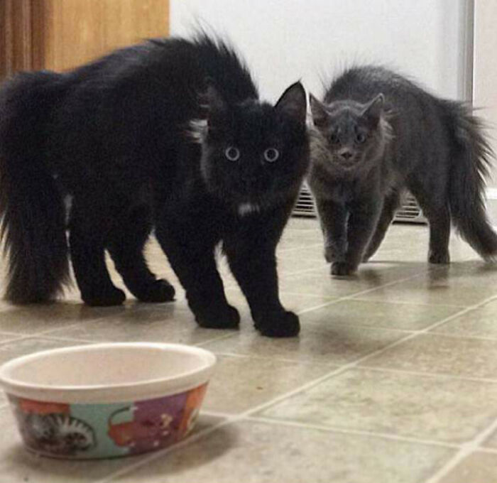 I Was Hiding Around The Corner, With A Selfie Stick. Managed To Scare Both Cats At The Same Time And Get A Picture Of It