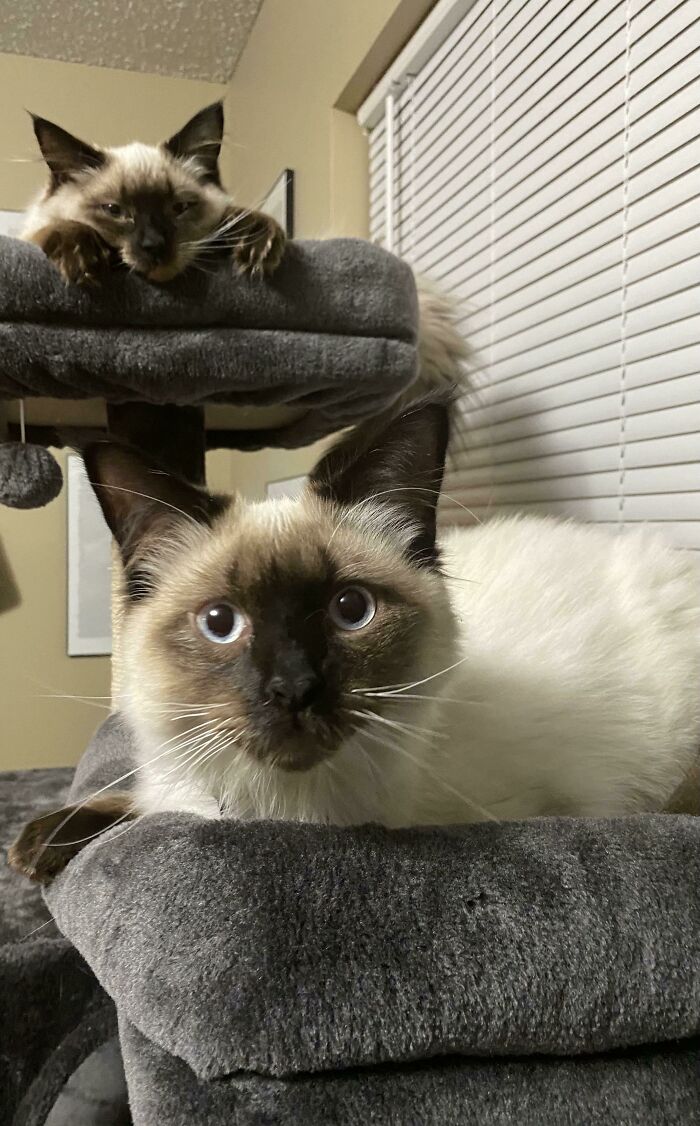 I Planned On Adopting One- But When I Got There I Didn’t Have The Heart To Separate Him From His Sister. Now I Have Two