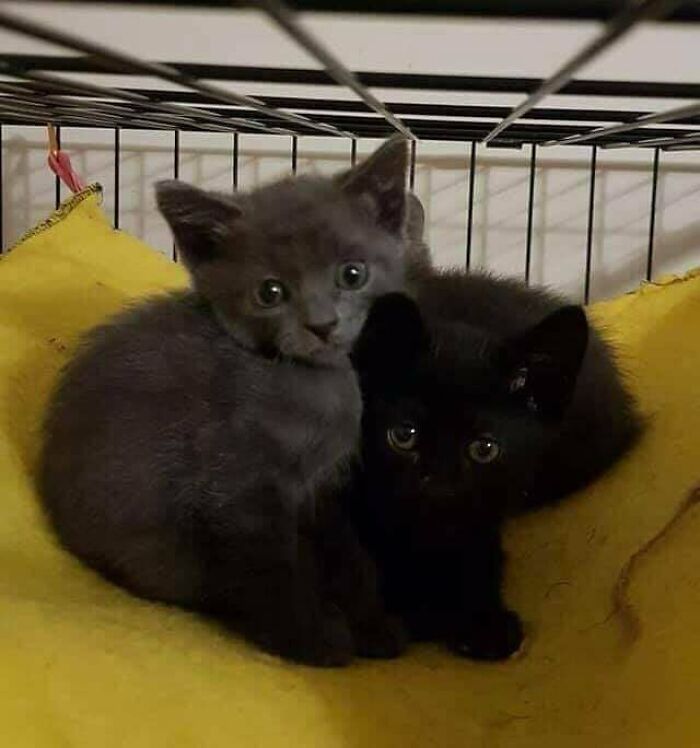 My Monday’s Been Busy So Far. We’ve Been At A Women’s House Most Of The Morning Because Of Reports That She Was Hoarding And Had A Bunch Of Cats. These Are Some Of Of The Cats We Have Managed To Catch So Far